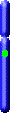 Chromozom 7